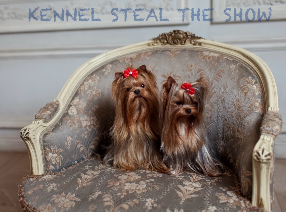 Yulilo &mdash; Labaza DogPedigree YorkshireTerrier